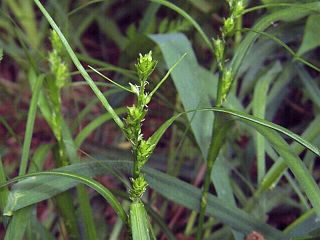 Carex gibba