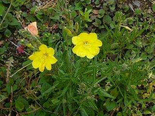 Oenothera stricta