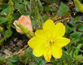 Oenothera stricta