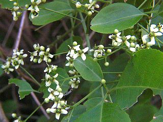 Euonymus hamiltonianus