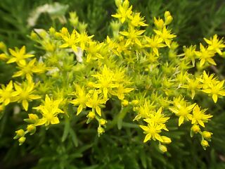 Sedum mexicanum