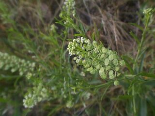 Lepidium virginicum