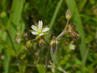 Cerastium fontanum