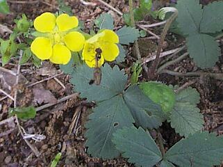 Potentilla freyniana