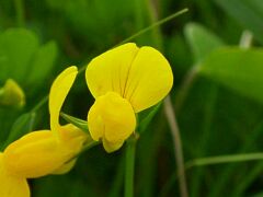Lotus japonicus