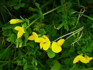 Lotus japonicus