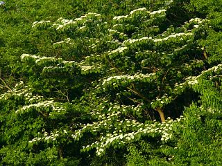 Cornus controversa