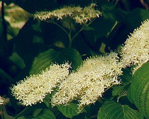 Cornus controversa