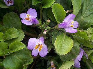 Mazus miquelii