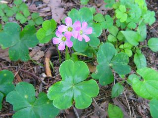 Oxalis corymbosa