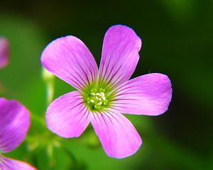 Oxalis corymbosa