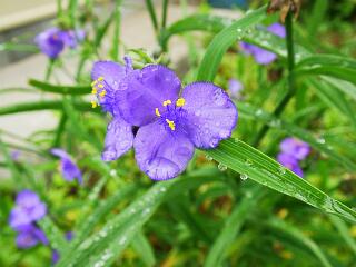 Tradescantia reflexa