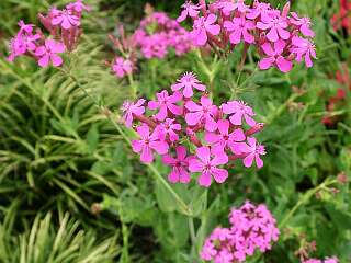 Silene armeria