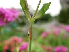 Silene armeria