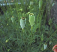 Papaver dubium