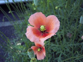 Papaver dubium