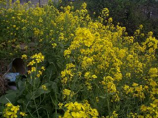 Brassica napus