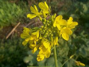 flower of rape