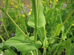 Brassica napus