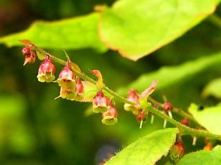 Vaccinium oldhamii