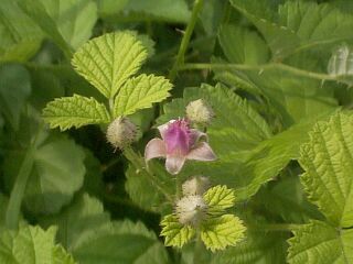 Rubus parvifoius