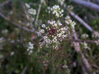 Capsella bursapastoris / shepherd's purse