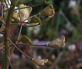 Capsella bursapastoris
