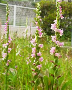 Spiranthes sinensis var. amoena