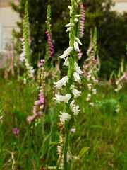 Spiranthes sinensis var. amoena
