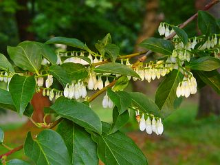 Lyonia ovalifolia var. elliptica