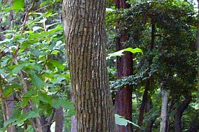 Lyonia ovalifolia var. elliptica