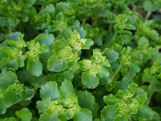 Chrysosplenium grayanum