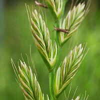 Lolium multiflorum