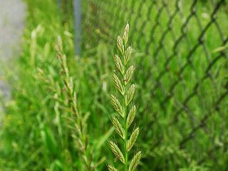 Lolium multiflorum