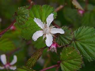 Rubus microphyllus