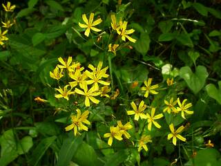 Ixeris dentata