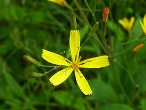 Ixeris dentata