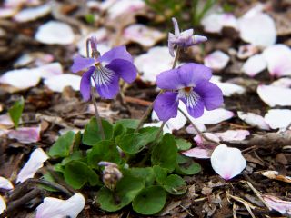 Viola obtusa