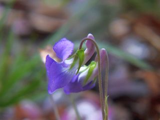 Viola obtusa
