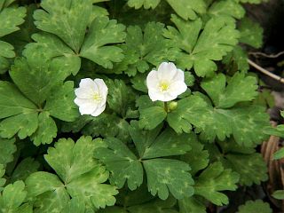 Anemone flaccida