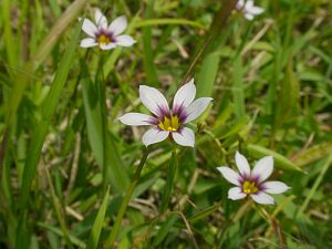 Sisyrinchium atlanticum