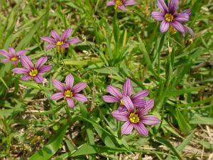 Sisyrinchium atlanticum