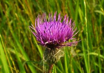 Cirsium japonics