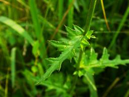 Cirsium japonics