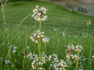 Allium grayi