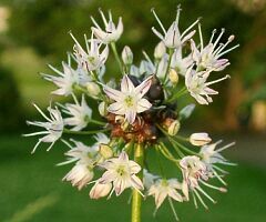 Allium grayi