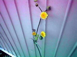 Sonchus oleraceus
