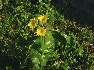 Sonchus oleraceus