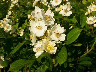 Rosa multiflora