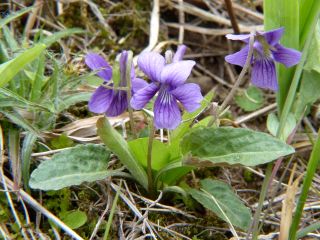 Viola yedoensis